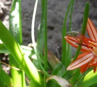 Bessera foglie sottili