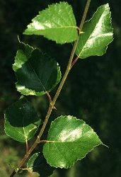 Betulla foglie ovali