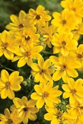 Bidens fiori a stella