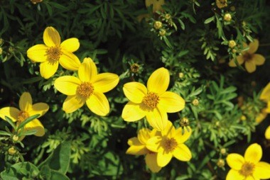 Bidens Asteraceae