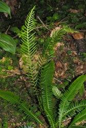 Blecnum foglie pennate