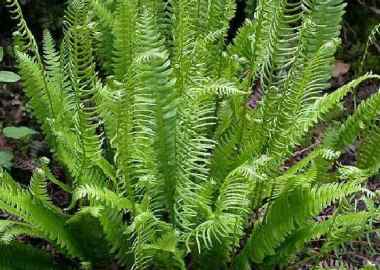 Blechnum