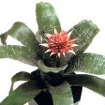 Bocca di leone foglie rigide