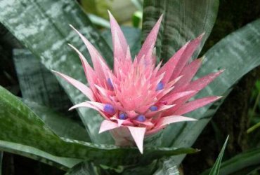 Bocca di leone Aechmea