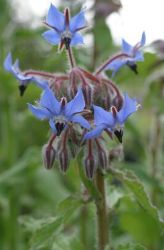 Borragine fusti pelosi