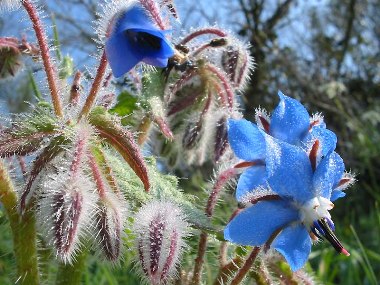 Borago officinalis 