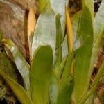 Brocchinia foglie lanceolate