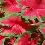 Caladio foglie brattee