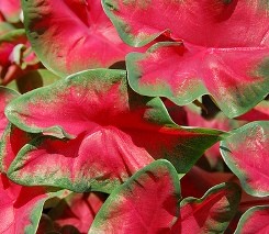 Caladio foglie brattee