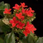 Calancola foglie forma ovale