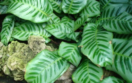 Calathea