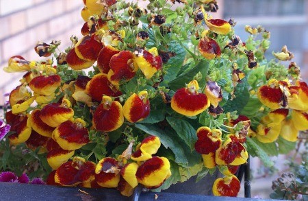 Calceolaria, Scrofariaceae