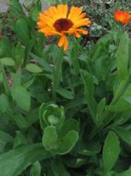Calendula foglie lanceolate