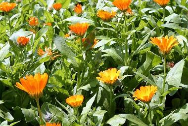 Calendula Calendula officinalis