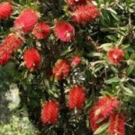 Callistemone infiorescenza a spiga