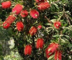 Callistemone infiorescenza a spiga