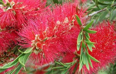 Callistemon 