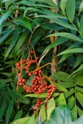Camarodea frutti bacche