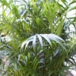 Camarodea fusti sottili