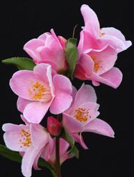 Camelia fiore ad anemone