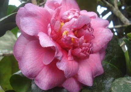 Camelia Japonica