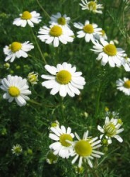 Camomilla romana infiorescenza a corimbo