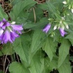 Campanula Selvatica foglie ruvide