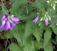 Campanula Selvatica foglie ruvide