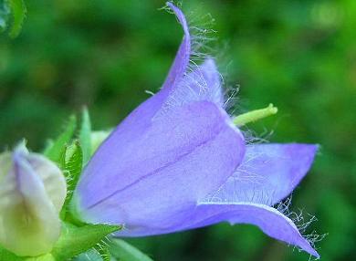 Campanula Trachelium