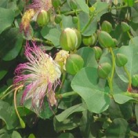 Cappero foglie carnose