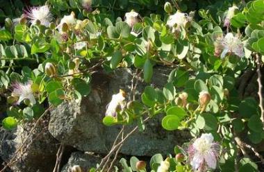 Cappero Capparis spinosa