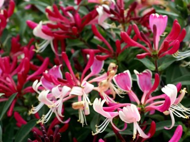 Lonicera