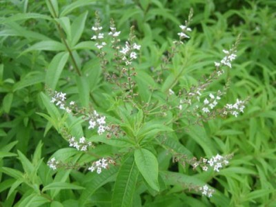 Lippia Citriodora, Verbenaceae
