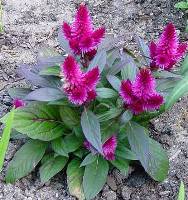 Celosia foglie lanceolate