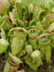 Cephalotus pianta eterofilla