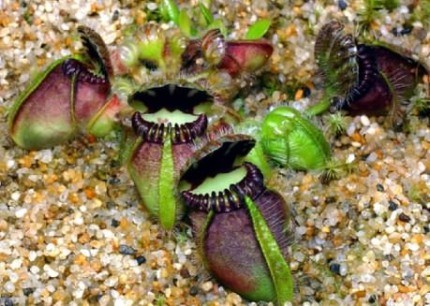 Cephalotus Cephalotaceae
