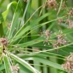 Cipero infiorescenza a glomerulo