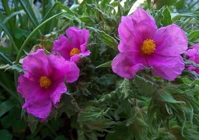 Cistus
