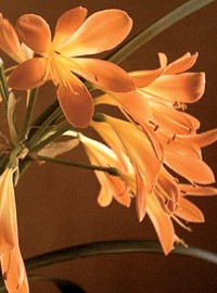 Clivia fiori tubolari