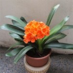 Clivia foglie nastriformi