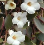 Codonanthe fiori a trombetta