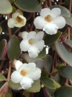 Codonanthe fiori a trombetta