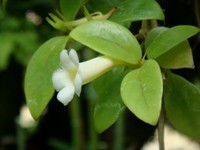 Codonanthe foglie ovali