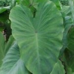 Colocasia foglie grandi