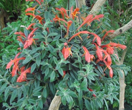 Columnea Gesneriaceae