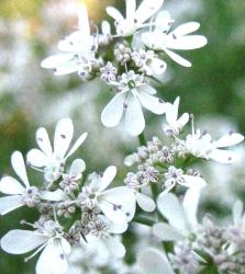 Coriandolo infiorescenze ombrellifere
