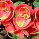 Corona di Spine foglie ovali