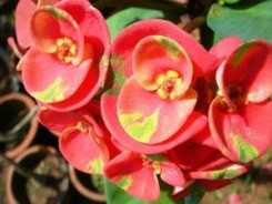 Corona di Spine foglie ovali