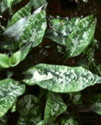 Criptanto foglie screziate