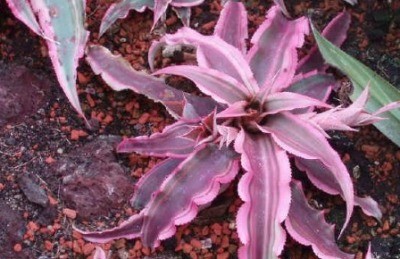 Cryptanthus